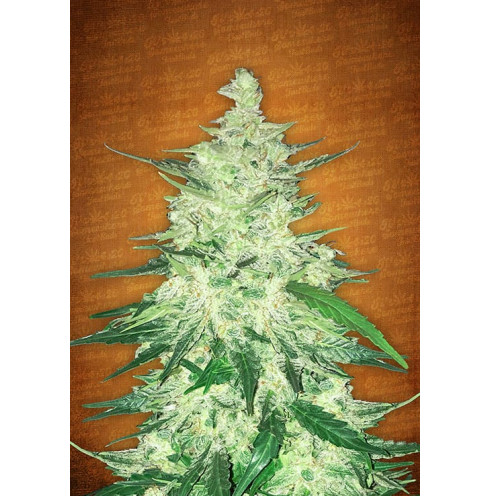 CBD Crack Auto 3