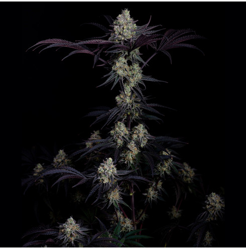 Zero Dosi 3fem Art Genetix