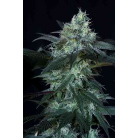 Banana Cake 3fem Artgenetix