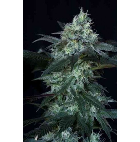 Banana Cake 3fem Artgenetix