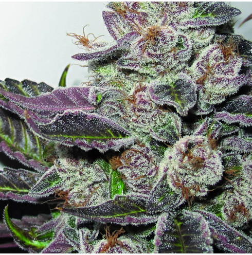 Purple Ibe Fuerthc Seeds