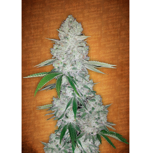 Gorilla Glue Auto 3 fem