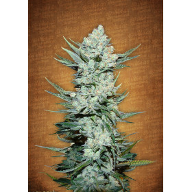 Tangie' Matic Auto 3 fem