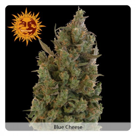 Blue cheese 3 fem