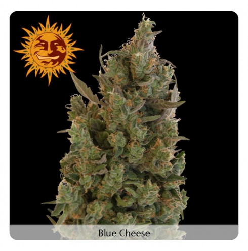 Blue cheese 3 fem