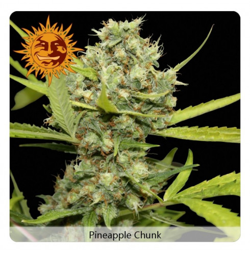 Pineapple chunk 3 fem