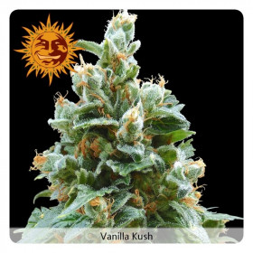 Vanilla kush 3 fem