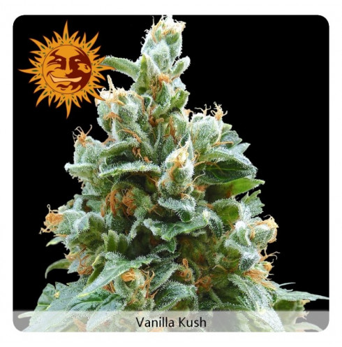 Vanilla kush 3 fem