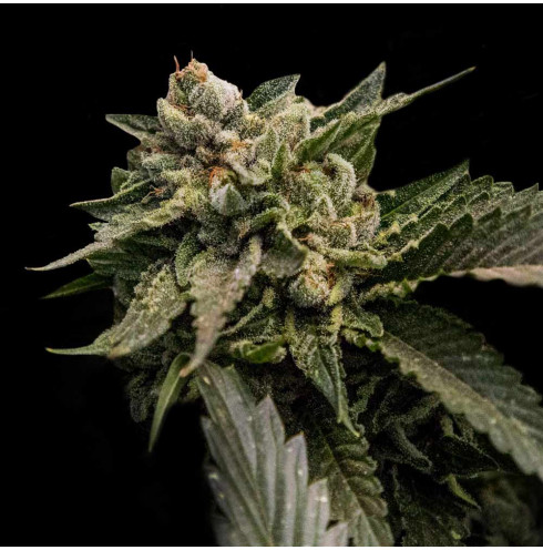 Strawberry Sorbet - DNA Genetics