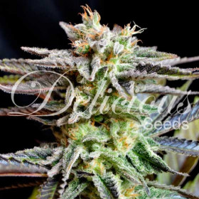 Sugar Black Rose - Delicious Seeds