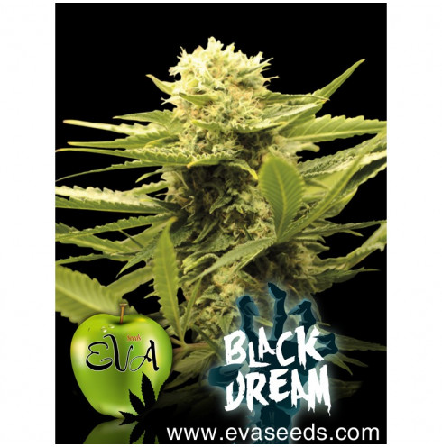 Black Dream 3 fem