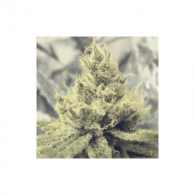 Y Griega CBD 5 fem