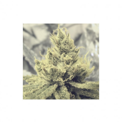 Y Griega CBD 5 fem