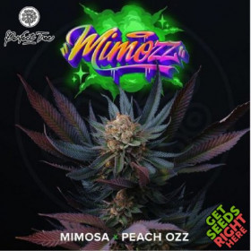 Mimozz - Perfect Seeds