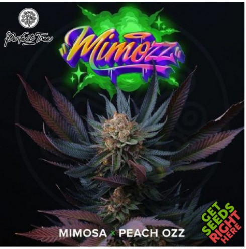 Mimozz - Perfect Seeds