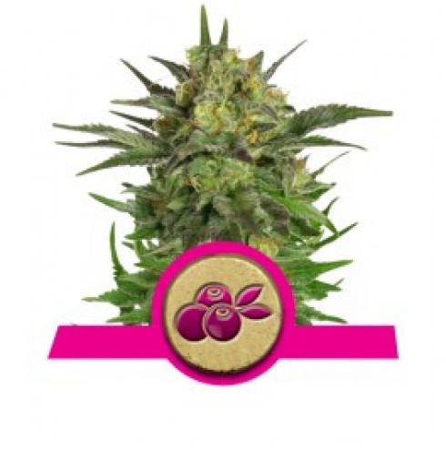 RQ Fem Haze Berry 3pcs