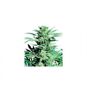 Shiva Skunk 3 fem 