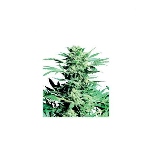 Shiva Skunk 3 fem 