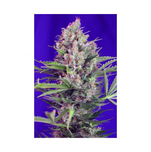 Cream Mandarine Fast Version 5 fem