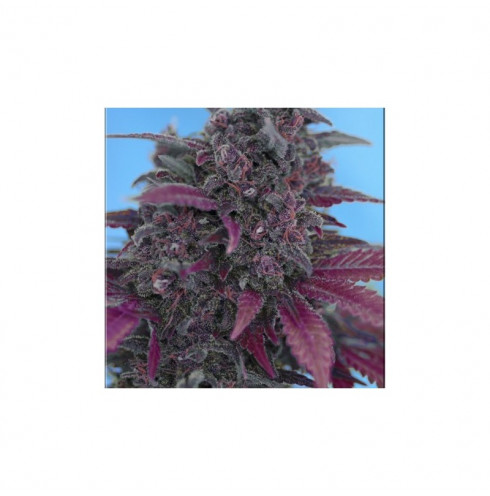 Dark Devil auto 3 fem