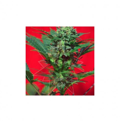 Speed Devil auto 5 fem