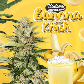 Banana Candy Krush - TH Seeds