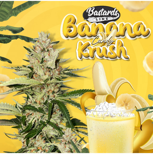 Banana Candy Krush - TH Seeds