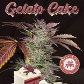 Gelato Cake - TH Seeds