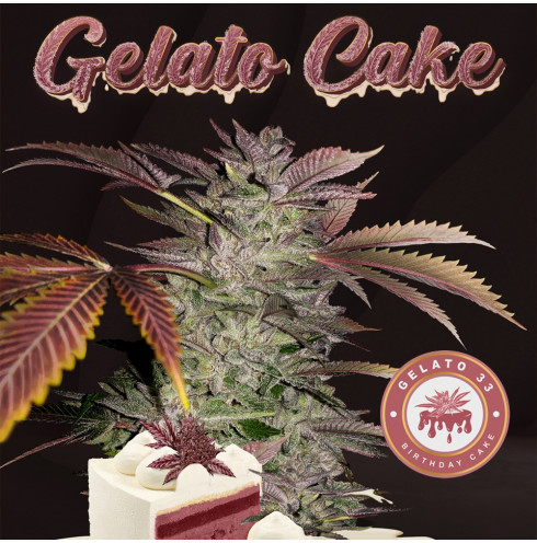 Gelato Cake - TH Seeds