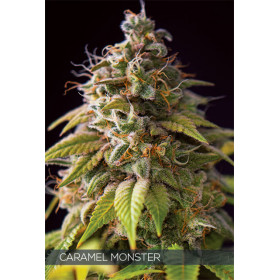 CARAMEL MONSTER 10 FEM