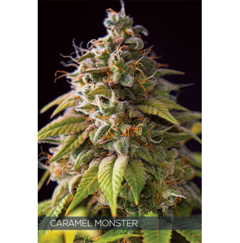 CARAMEL MONSTER 10 FEM