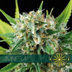 Amnesia 5 FEM