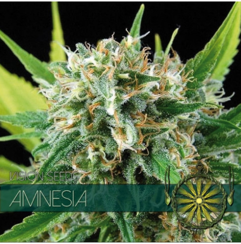 Amnesia 5 FEM