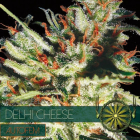 Delhi Cheese - AutoFem 3