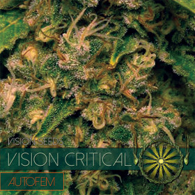 Vision Critical - AutoFem 5