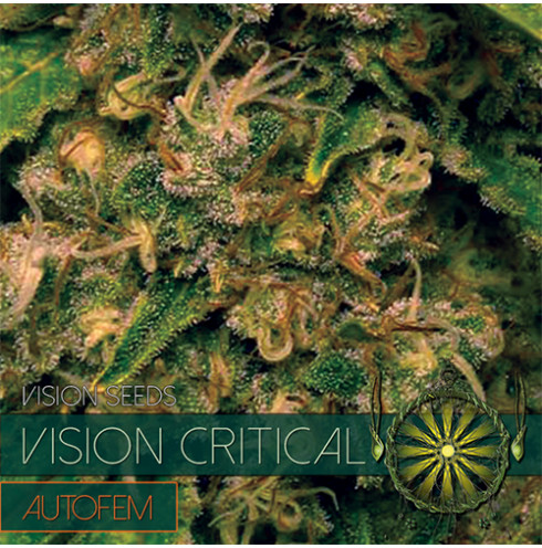 Vision Critical - AutoFem 5