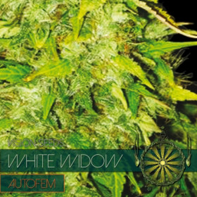 White Widow - AutoFem 10