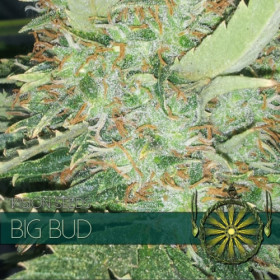 Big Bud 5 FEM