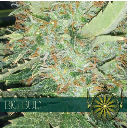 Big Bud 5 FEM