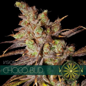 Choco Bud 3 fem