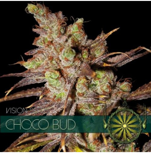 Choco Bud 3 fem