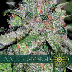 Doctor Jamaica 3 fem