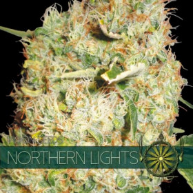 Northern Lights 10fem