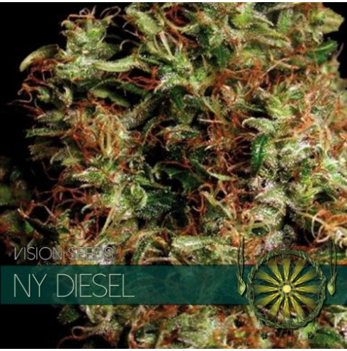 NY Diesel 3 fem