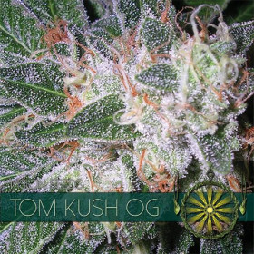 Tom Kush OG 10 fem