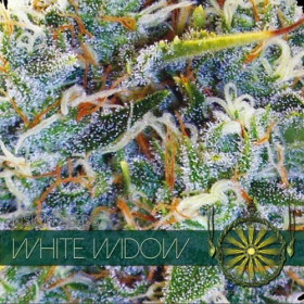 White Widow 3 FEM